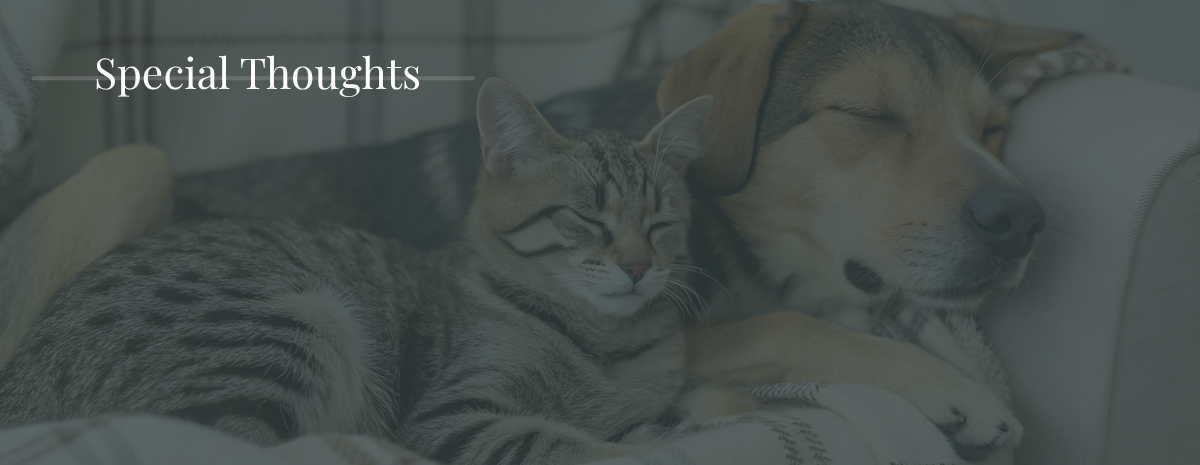 I'm fundraising for Pets